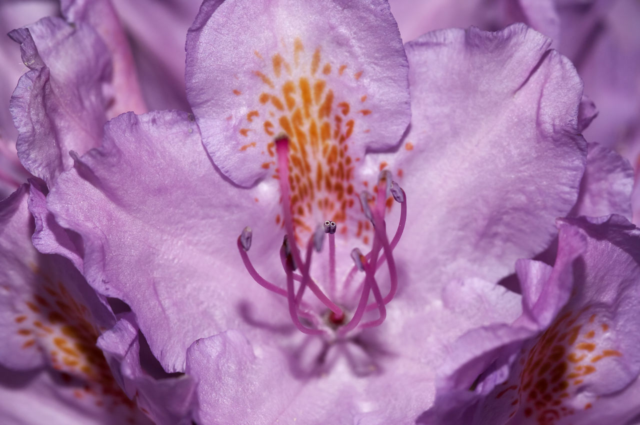 MACRO SHOT OF PINK FLOWER PETALS