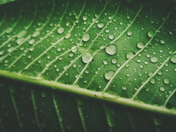 Full frame shot of raindrops on leaves