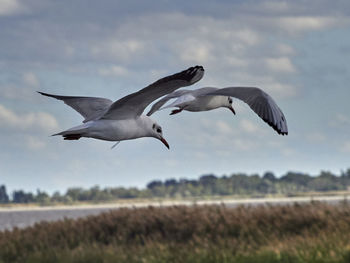 Flock of birds flying over the field