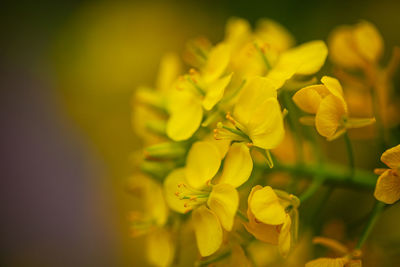 Close-up of yellow flowering plant