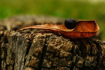 Close-up of wooden planks