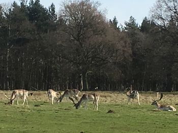 Horses grazing in grass