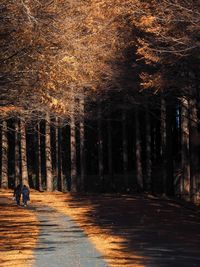 Women walking against trees in forest