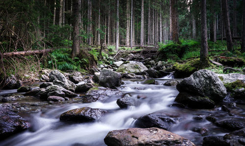 Stream flowing through rocks in forest