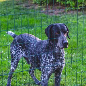 Dog in a field