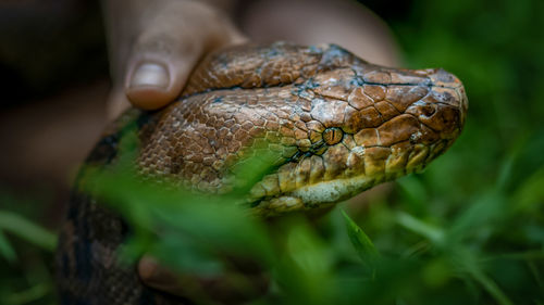 A big and ferocious python catches snakes by hand, beautiful striped boa in a fertile forest.