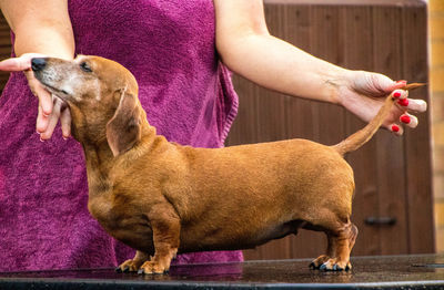 Midsection of person holding dog outdoors