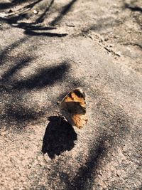 High angle view of bee on sand