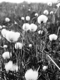 Close-up of dandelion growing in field