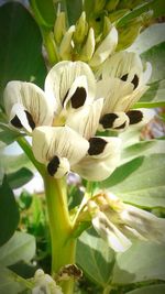 Close-up of white flowers