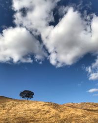 Tree on field against sky