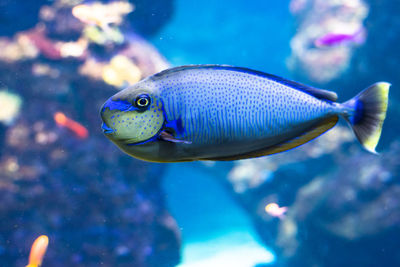 Close-up of fish swimming in sea