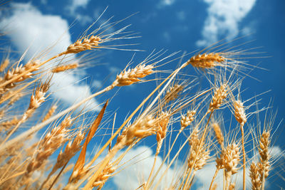 Close-up of wheat growing on field against sky