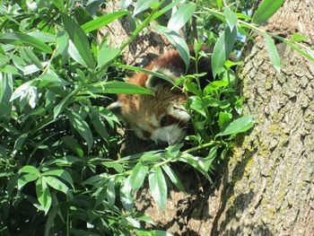 Squirrel on plant