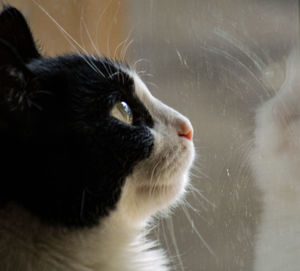 Close-up of black cat