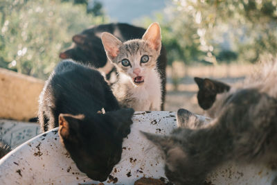 Close-up portrait of cat