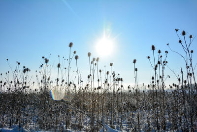 Wild teasel in a field in winter with tall snow, at sunrise with blue sky