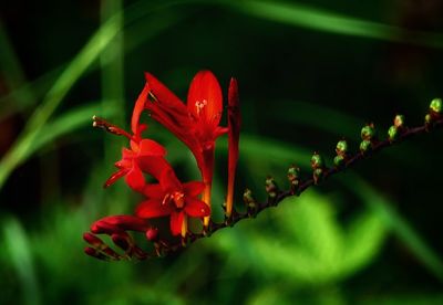 Close-up of red flowering plant