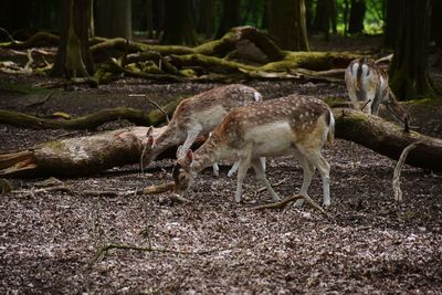 Deer in a forest