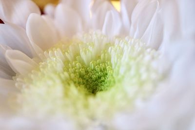 Close-up of white flower