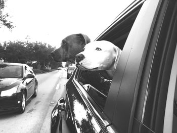 Close-up of dog in car