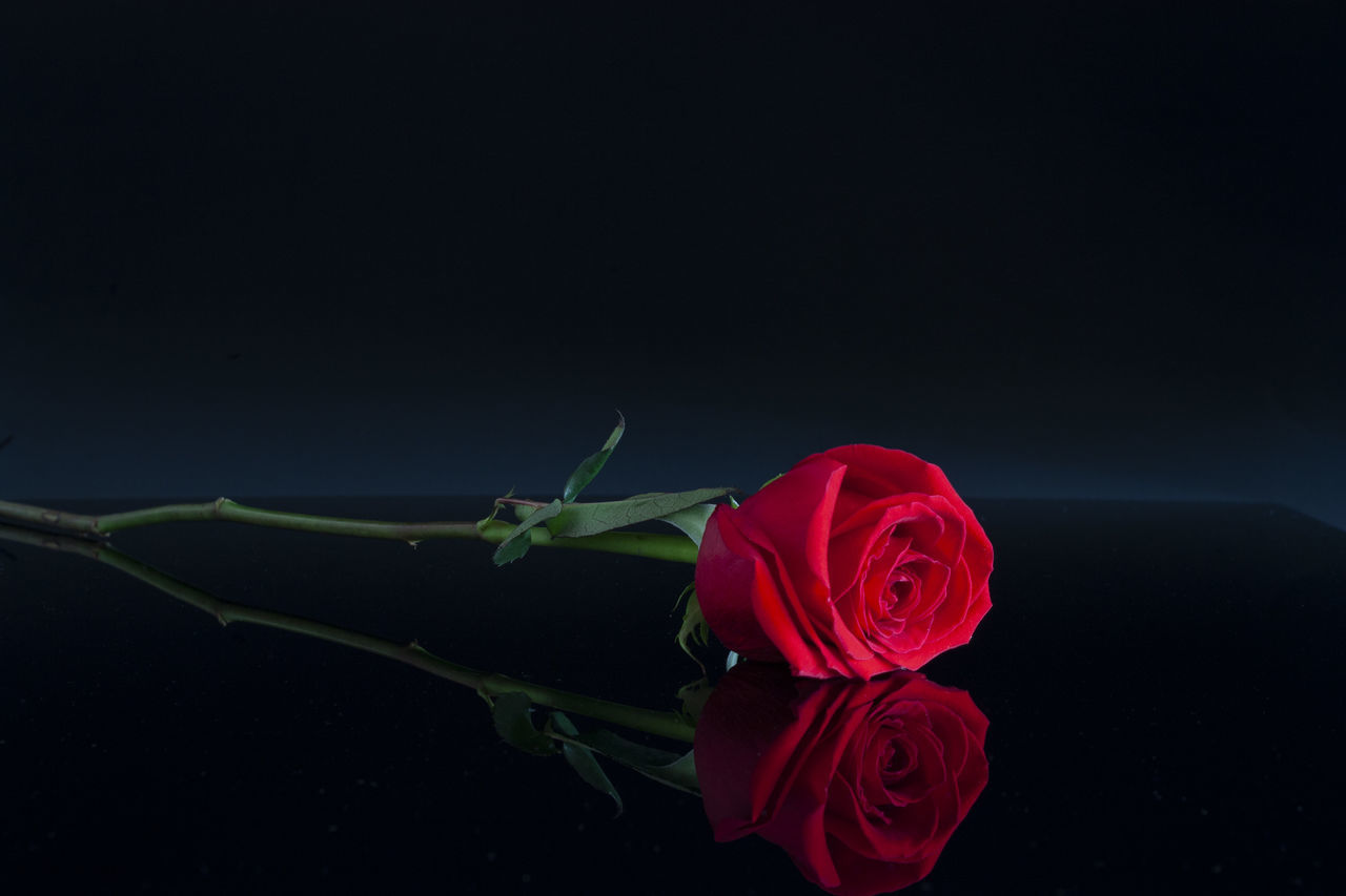 RED ROSE AGAINST BLACK BACKGROUND