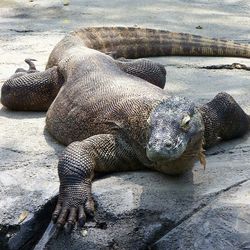 Lizard in zoo