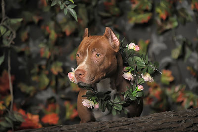 Close-up of a dog