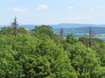 Plants growing on landscape against sky