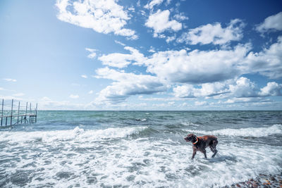 Dog on beach against sky