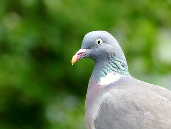 Close-up of bird perching outdoors