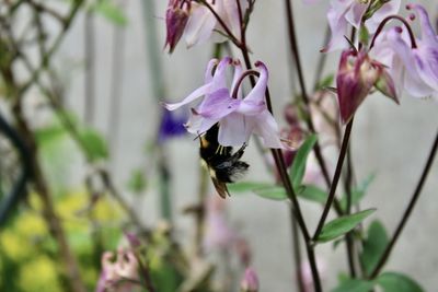 Close-up of bee pollinating flower