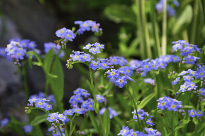 Close-up of purple flowering plants in park