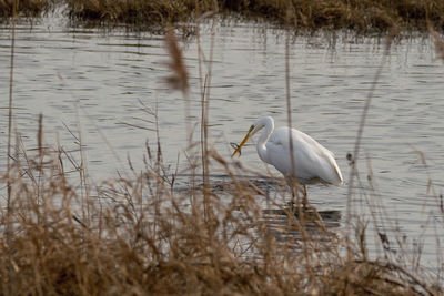 View of bird in lake