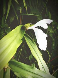 Close-up of white flowering plant