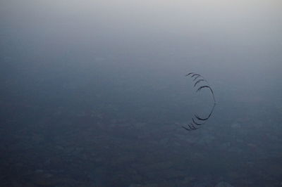 Close-up of birds flying against sky