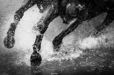 Close-up of horse running in water