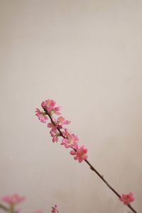 Close-up of flowers against blurred background