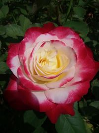 Close-up of pink rose blooming outdoors