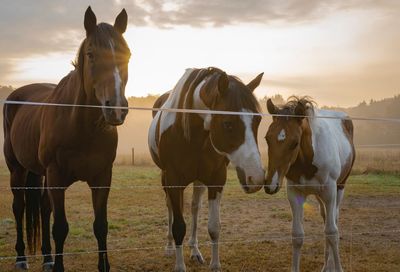 Horses standing in ranch against sky