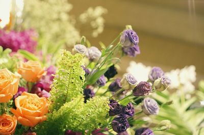 Close-up of purple flowering plant