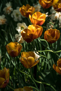 Close-up of yellow flowering plant on field