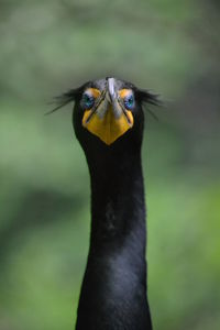 Close-up of a bird looking away