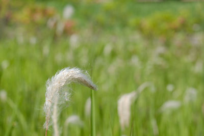 Close-up of feather on grass