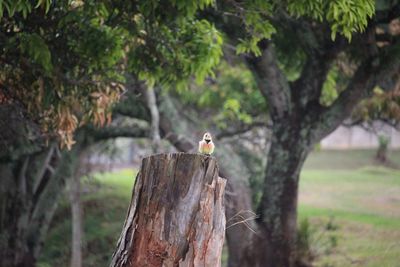 Portrait of a bird on branch