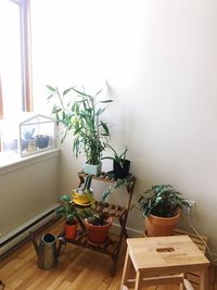 Potted plant on table at home