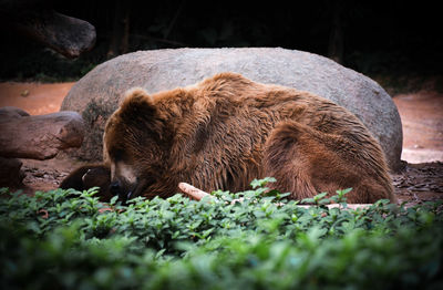 Grizzly bear relaxing on field