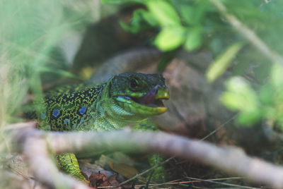 Close-up of lizard