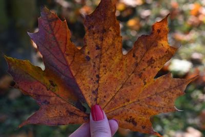 Cropped hand of woman holding maple leaf during autumn