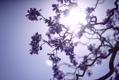 Low angle view of cherry blossom against sky